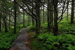 hikingtrail.jpg